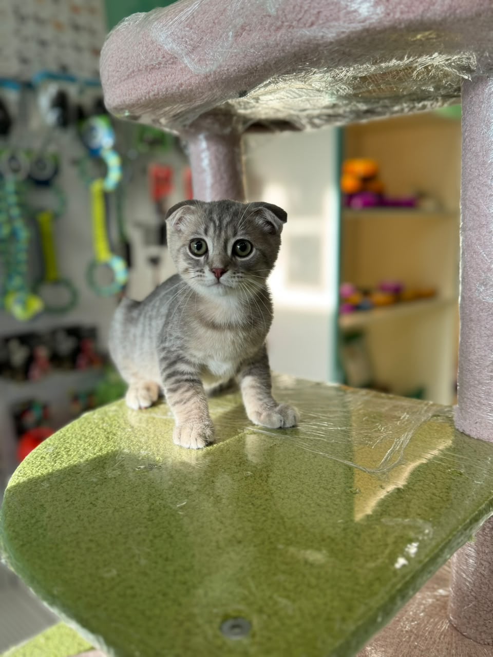 Scottish Fold