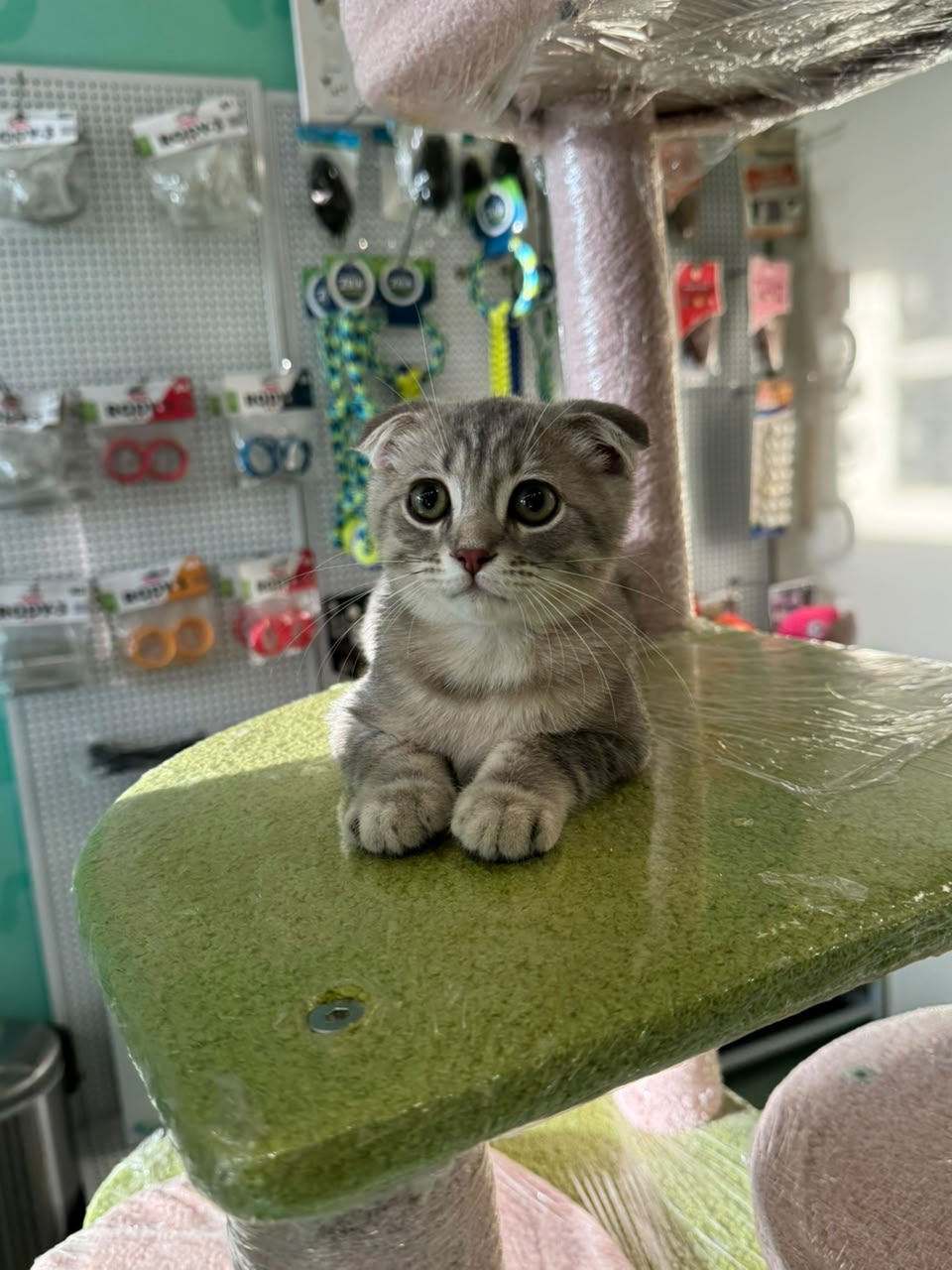 Scottish Fold