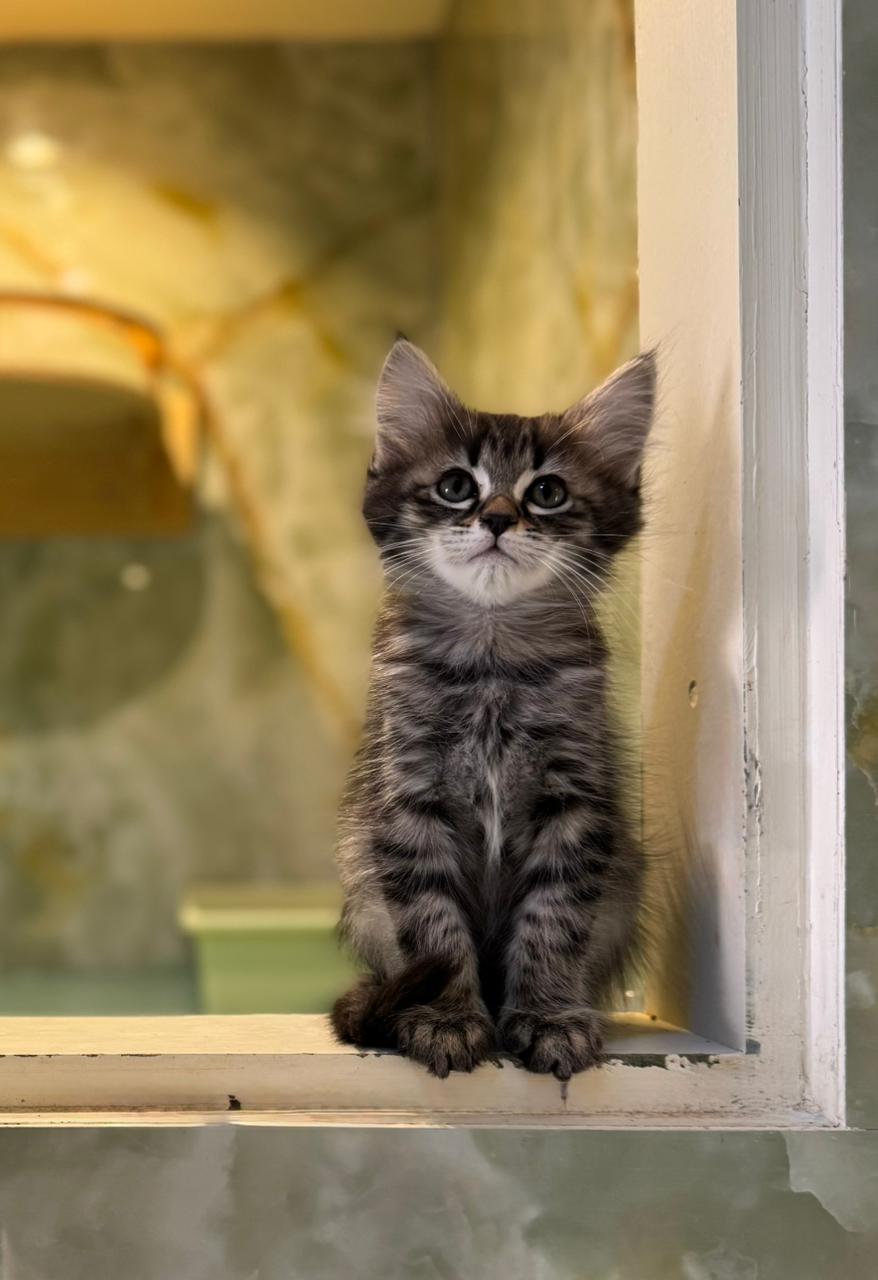 Siberian Female