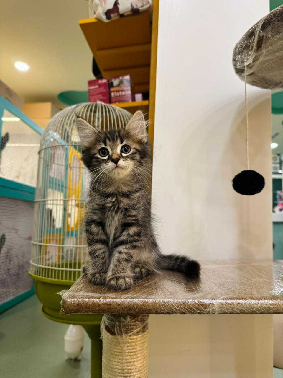 Siberian Female