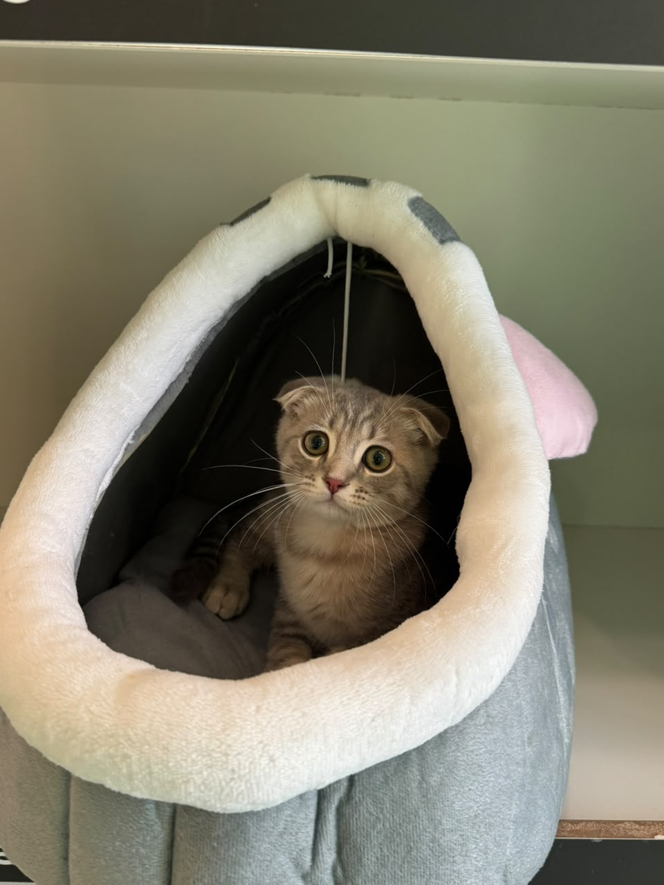 Scottish Fold