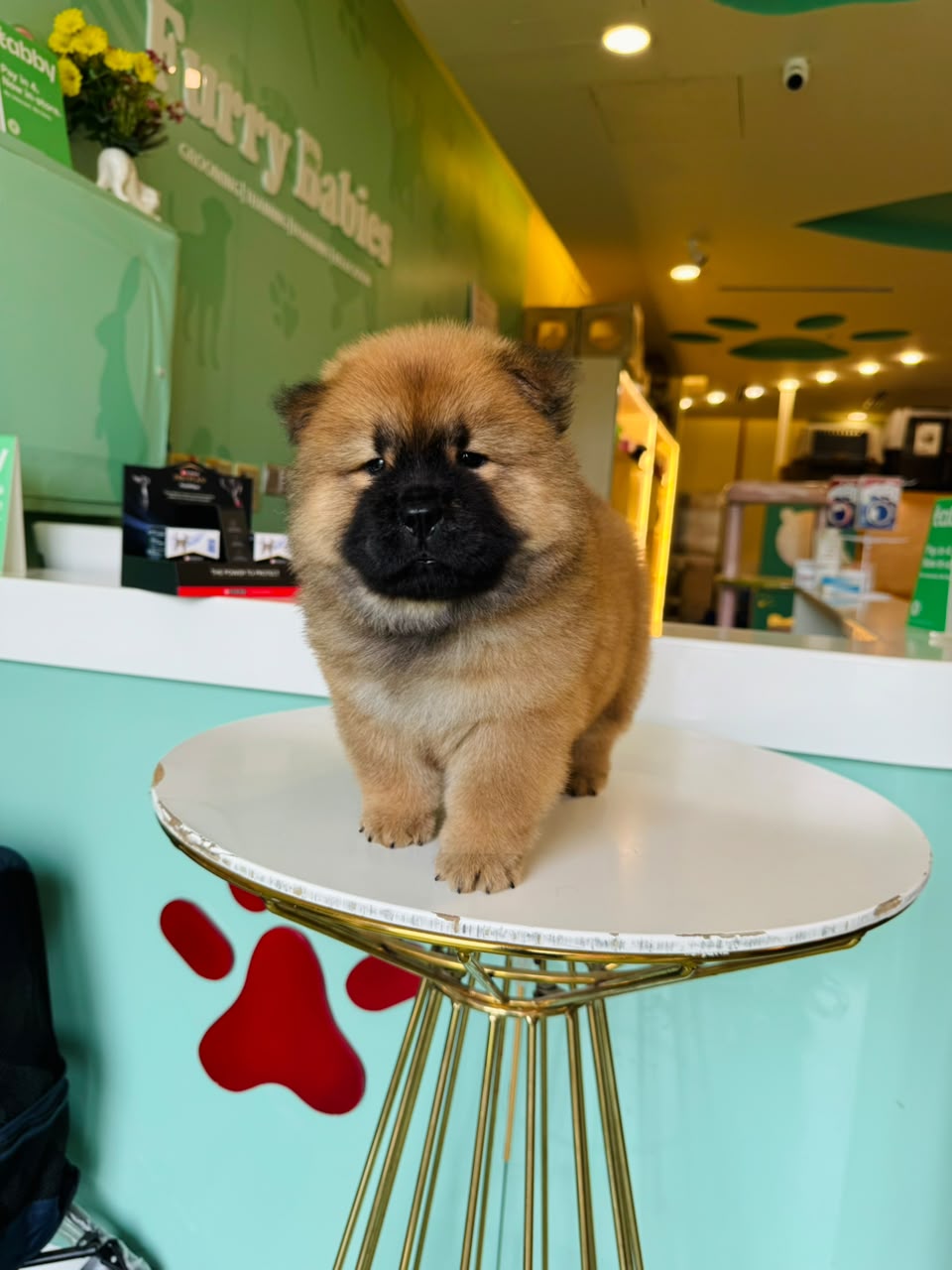CHOWCHOW