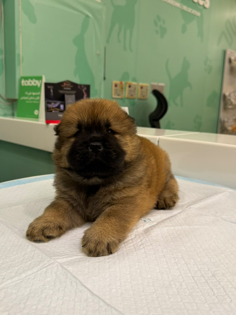 CHOWCHOW