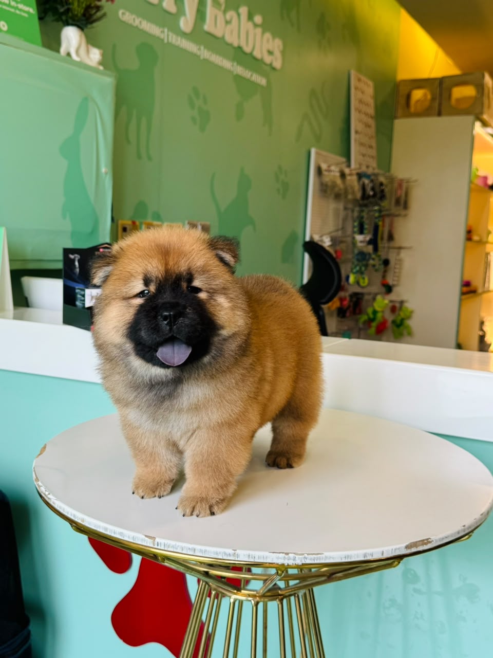 CHOWCHOW
