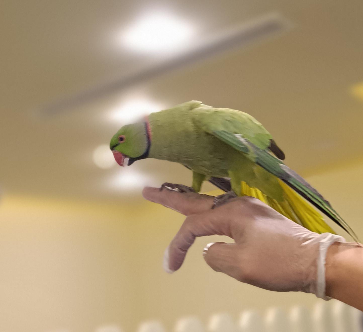 Ring neck parrot – Furry Babies Animals Trading