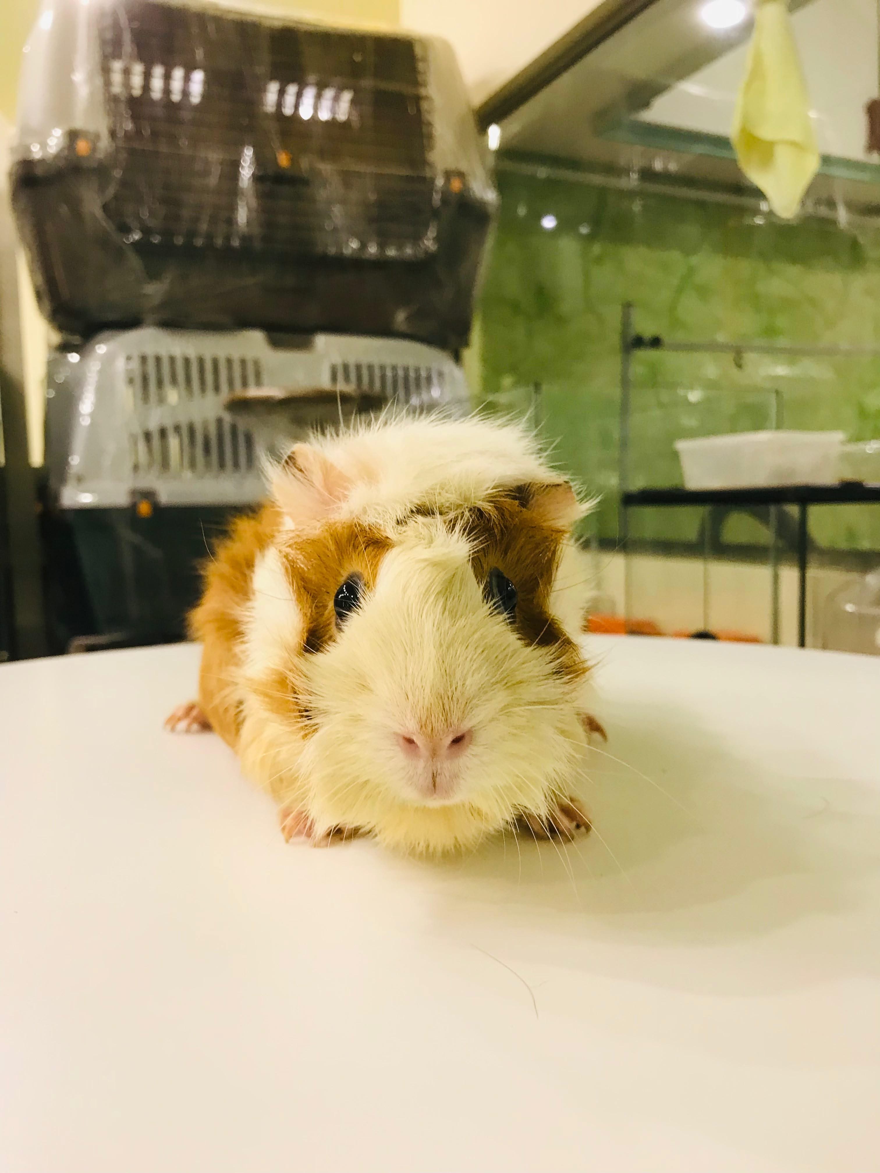 HOT Animal Shelter Pet Shops That Sell Guinea Pigs Pet Shop