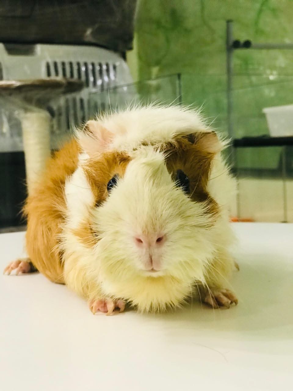 Abyssinian Guinea Pet Shops That Sell Guinea Pigs Angora Guinea
