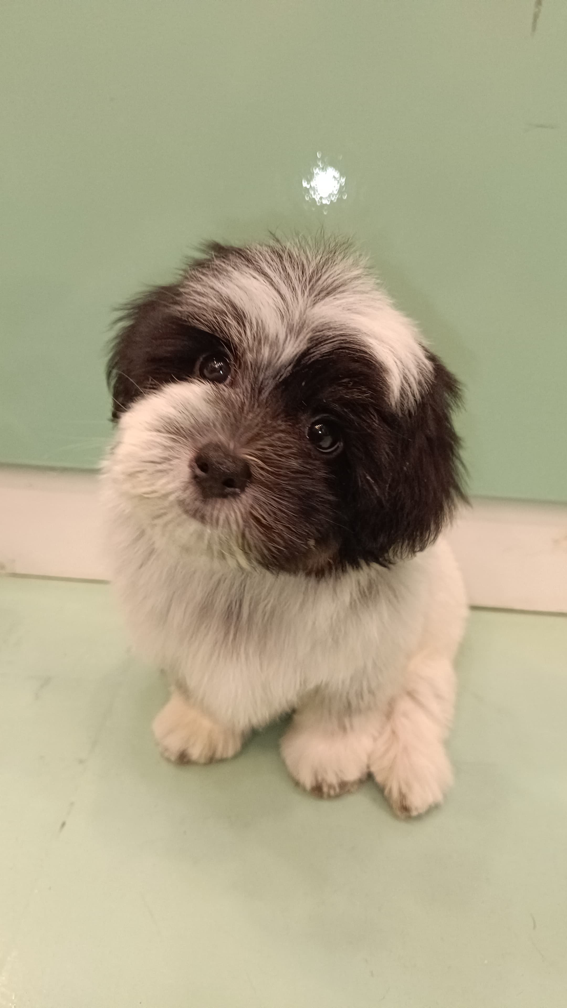 Male Havanese Puppy – Furry Babies Animals Trading