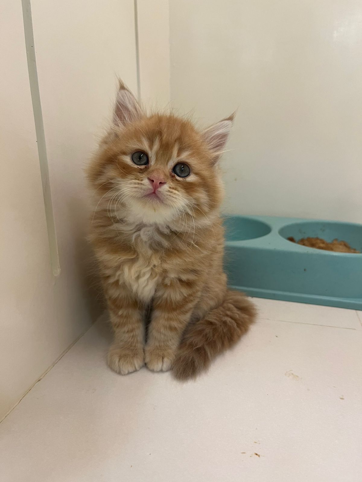 Persian Kittens – Furry Babies Animals Trading - Main Image