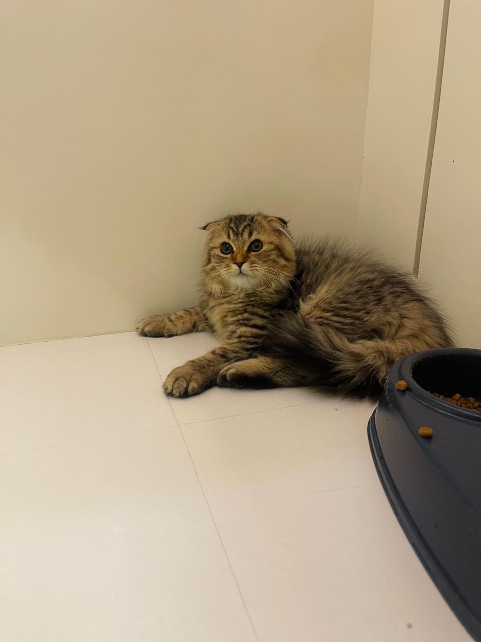 Scottish Fold Kittens