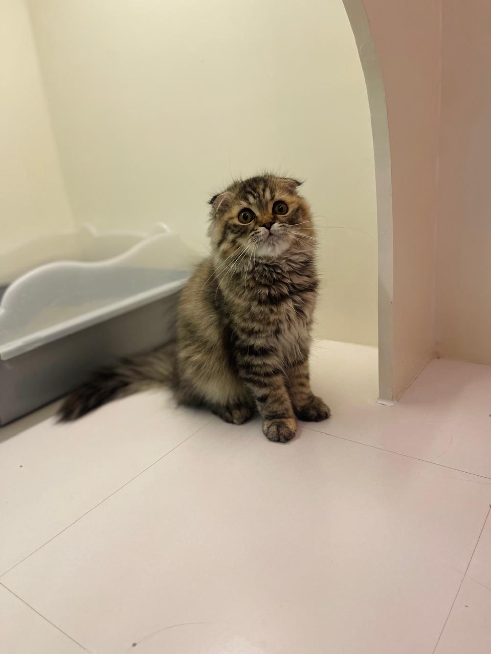 Scottish Fold Kittens
