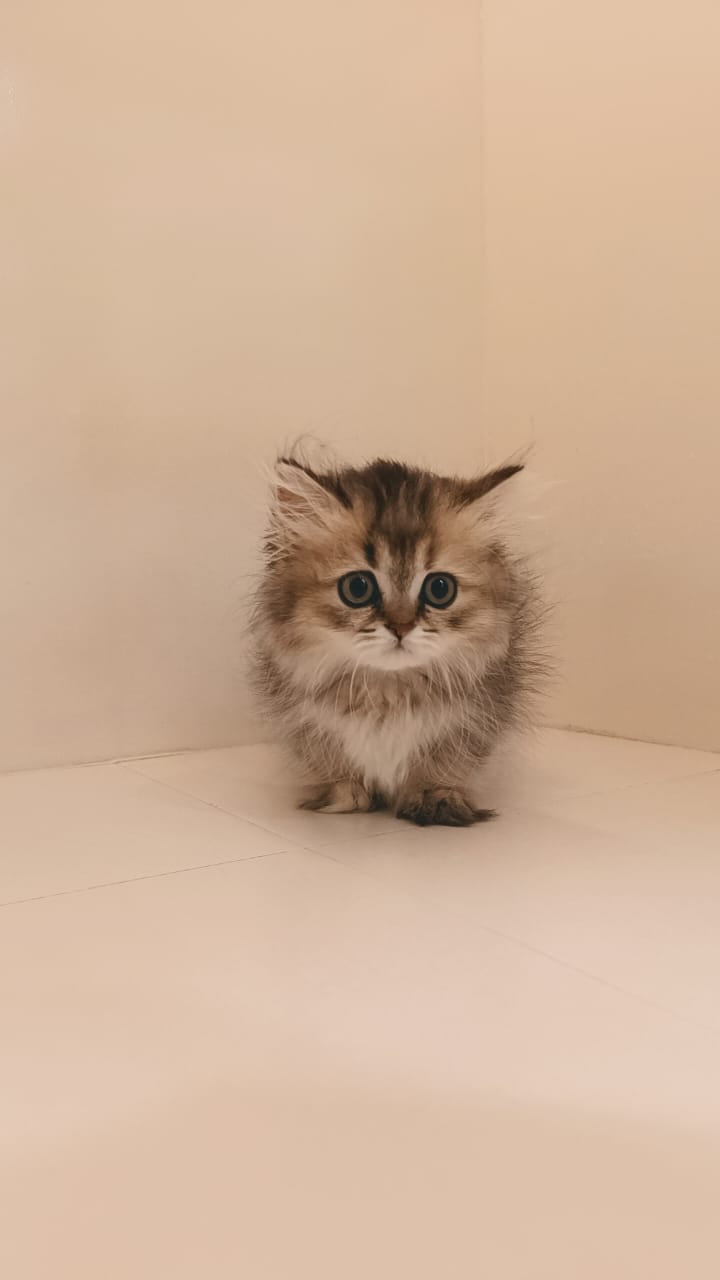 Kitten standing on a tiled floor next to a black bowl.