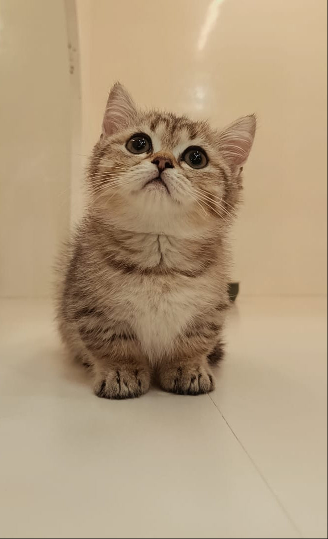 Cat sitting on a white floor with a neutral background