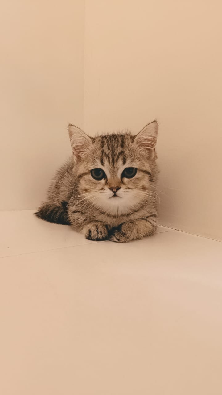 Munchkin Kitten Male
