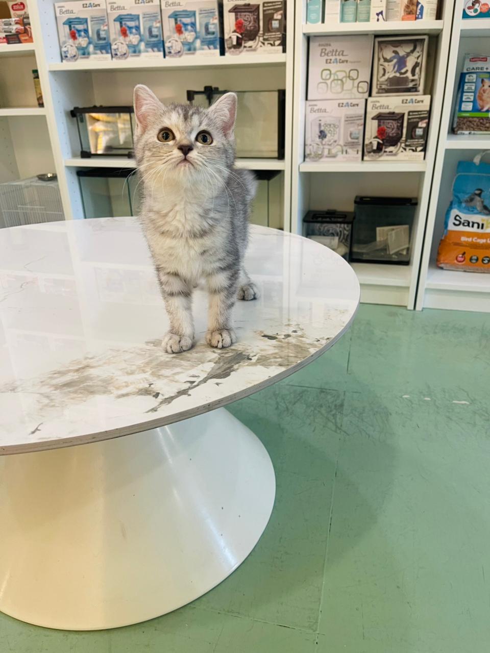 British Short Hair Kitten