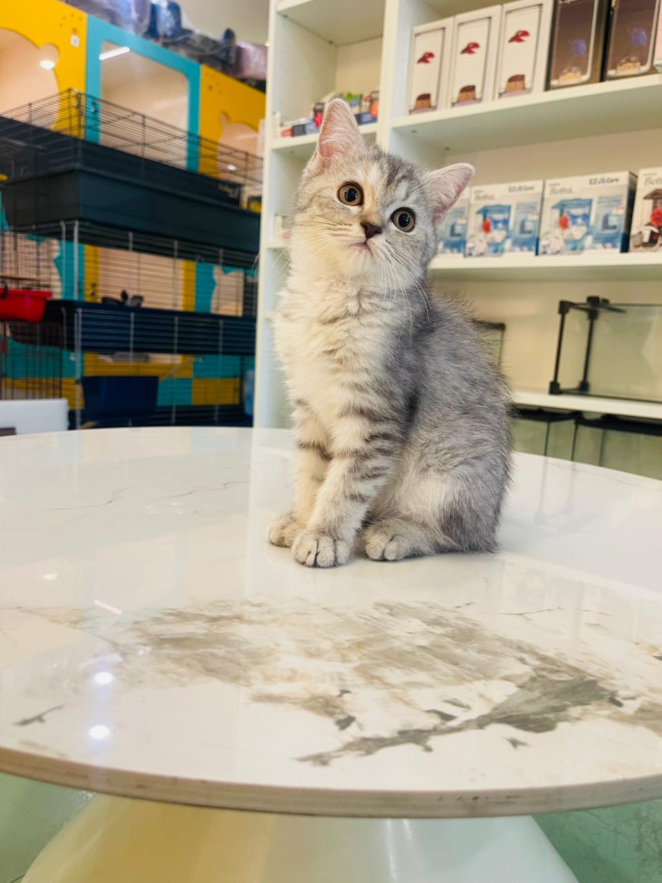 British Short Hair Kitten