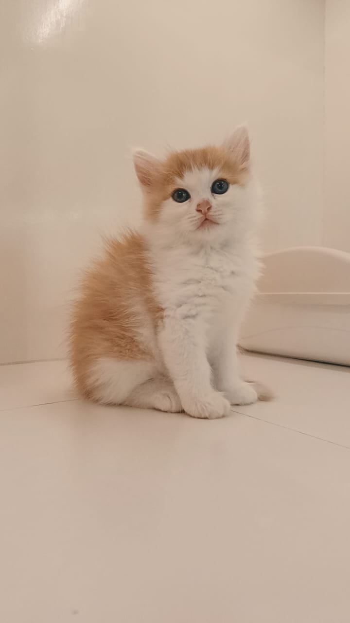 Persian Kitten