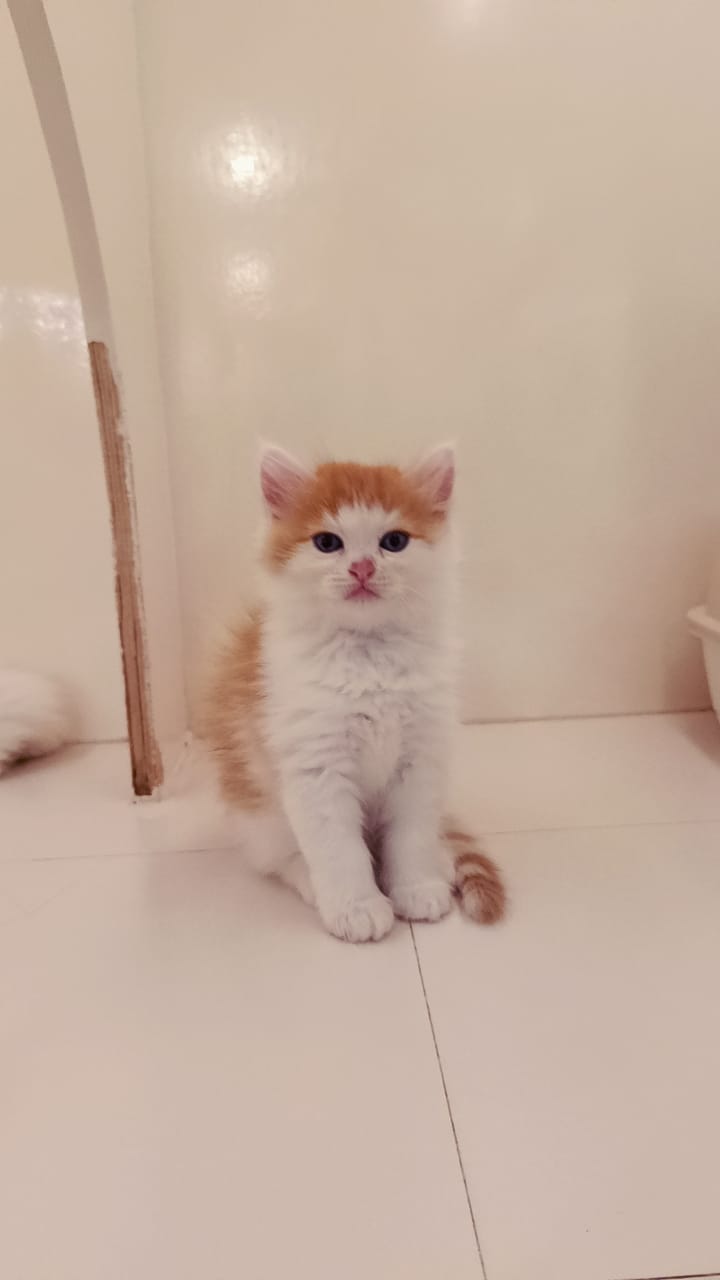 Persian Kitten
