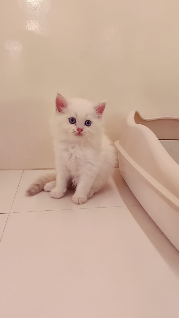 Persian Kitten