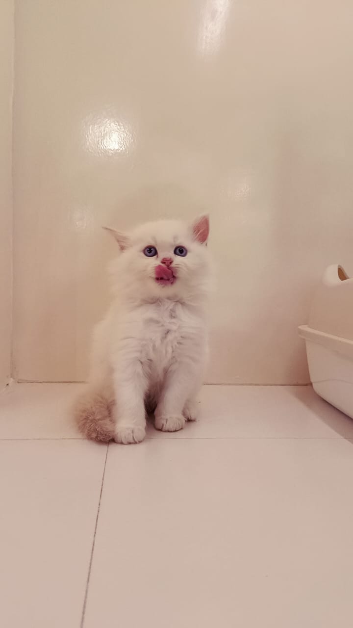 Persian Kitten