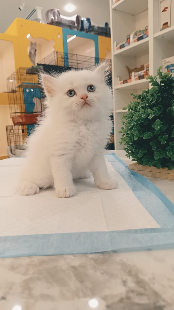 Persian Kitten
