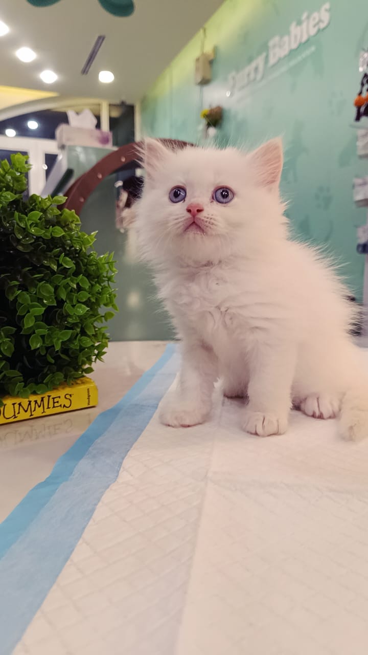 Persian Kitten