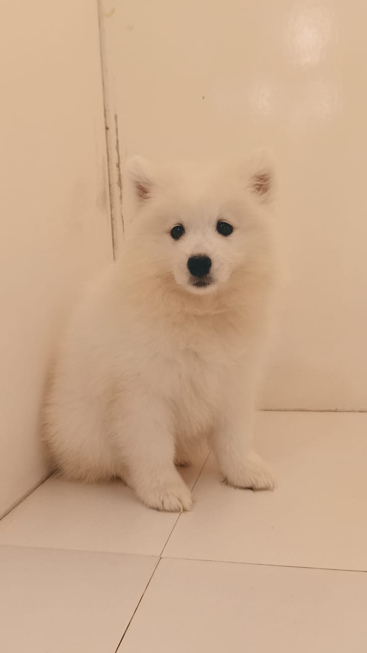 Samoyed Female Puppy