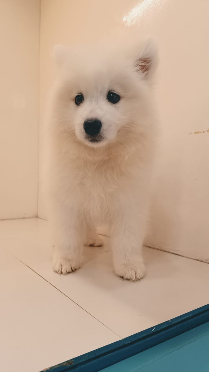 Samoyed Female Puppy