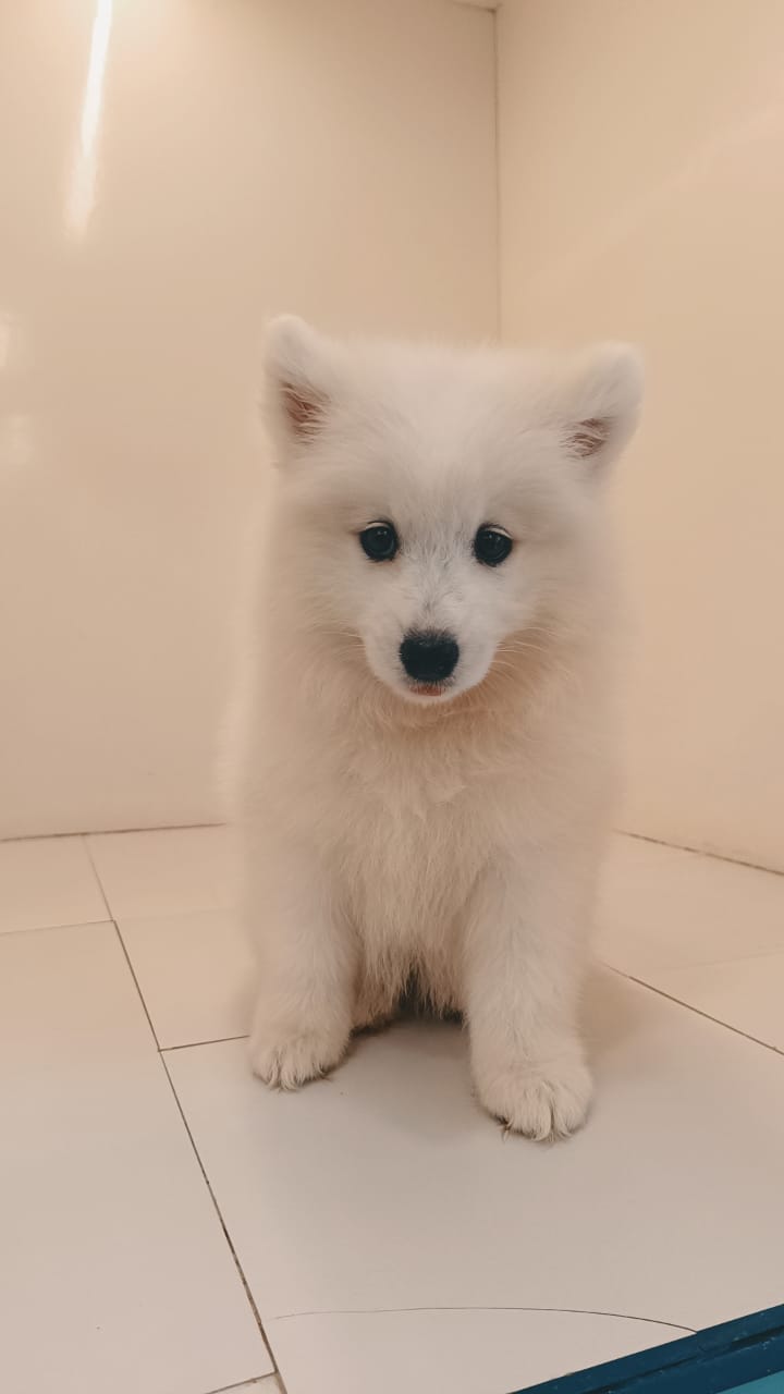 Samoyed Female Puppy