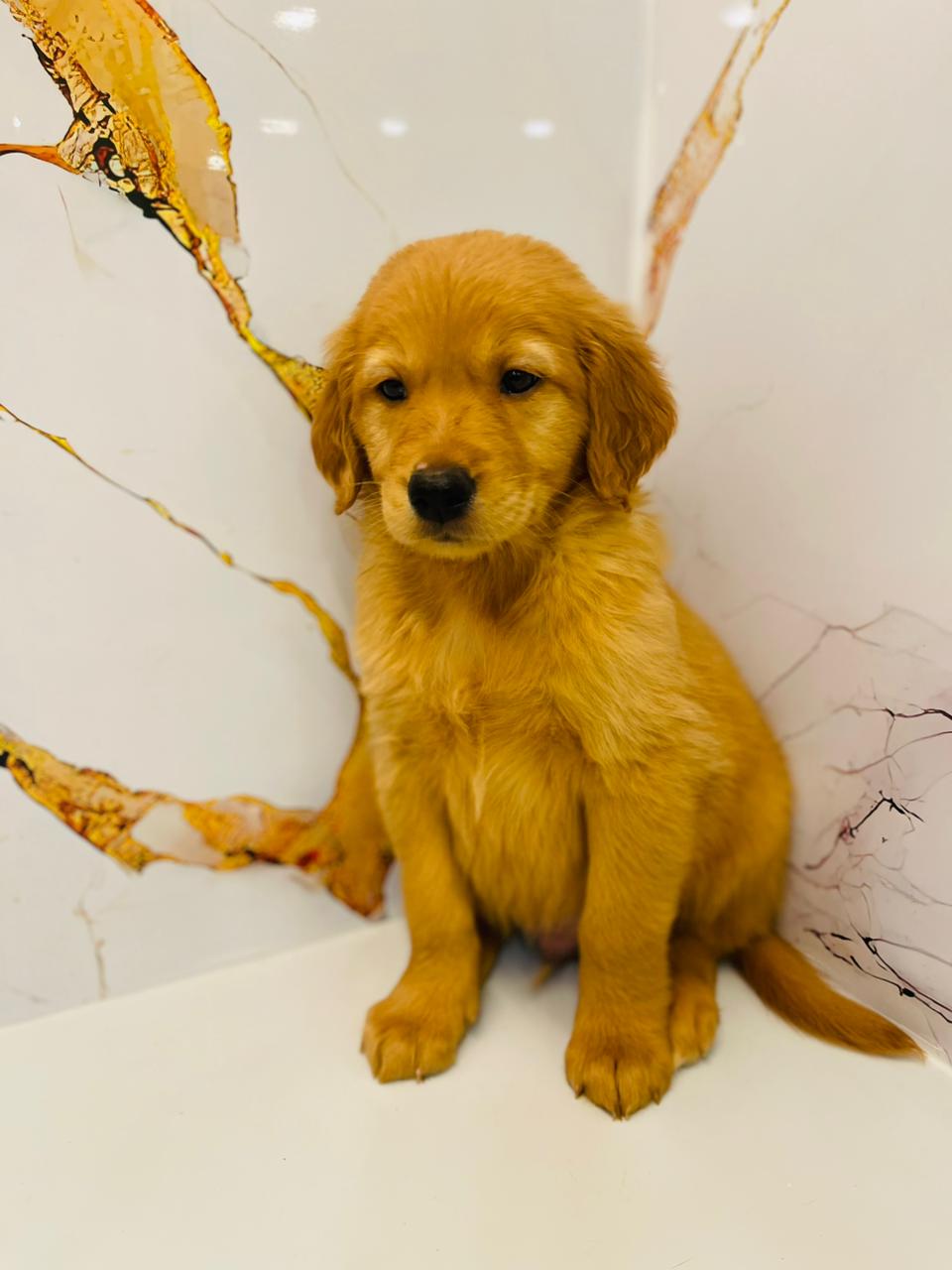 Golden Retriever Male Puppy