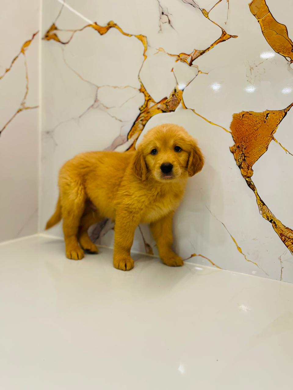 Golden Retriever Male Puppy