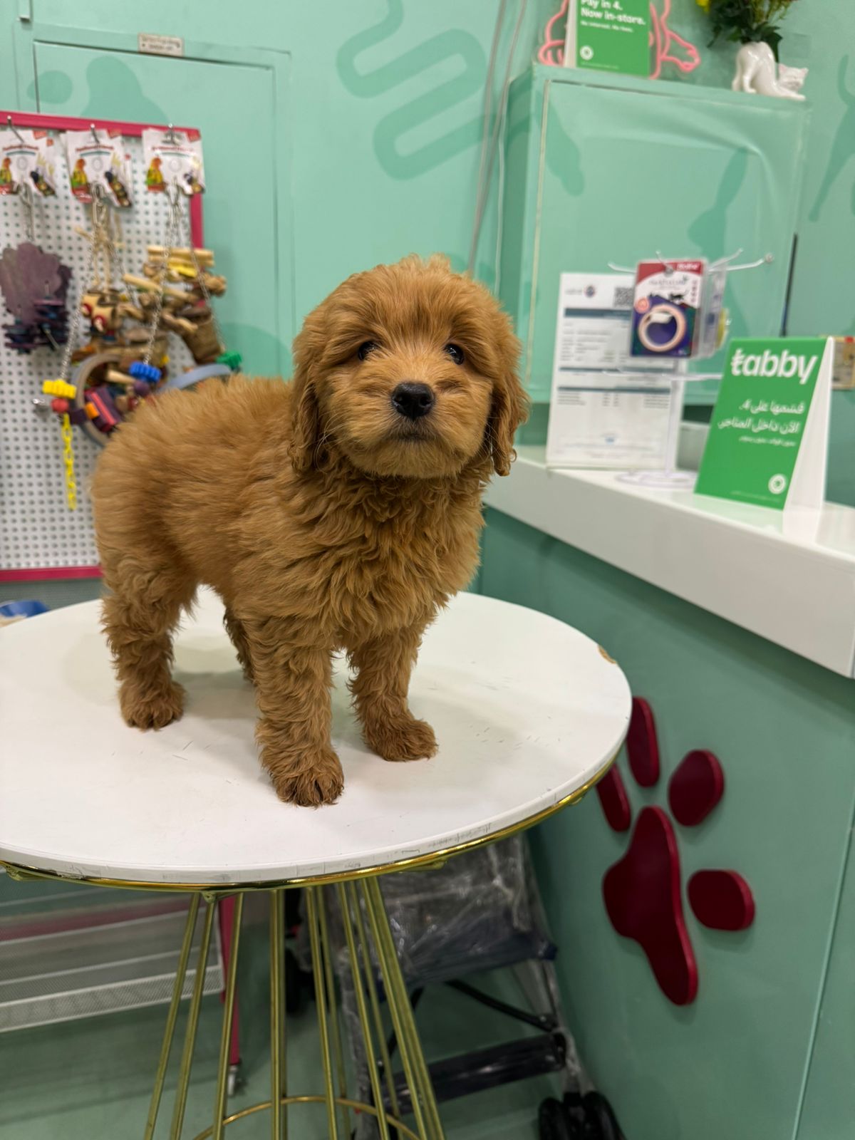 Golden Doodle Puppies