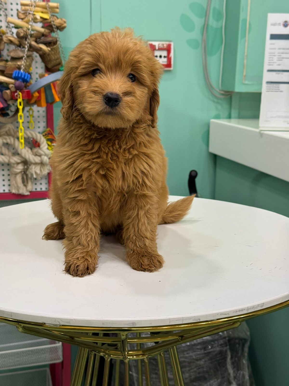 Golden Doodle Puppies