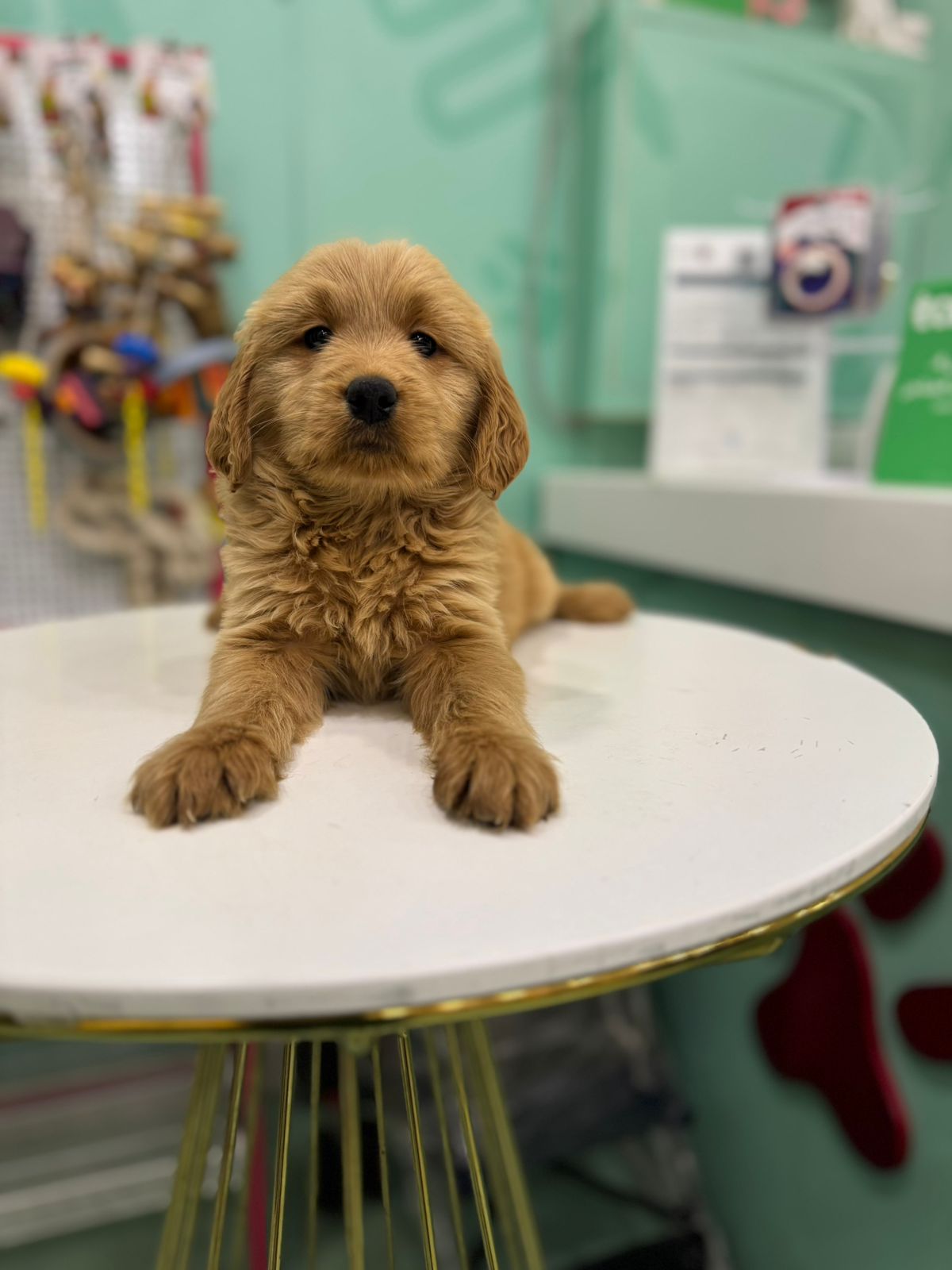 Golden Doodle Puppies