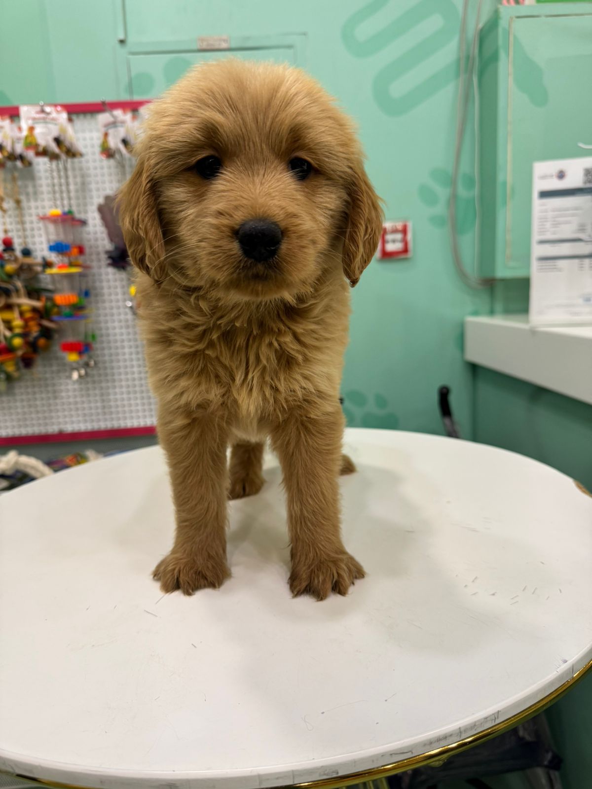 Golden Doodle Puppies