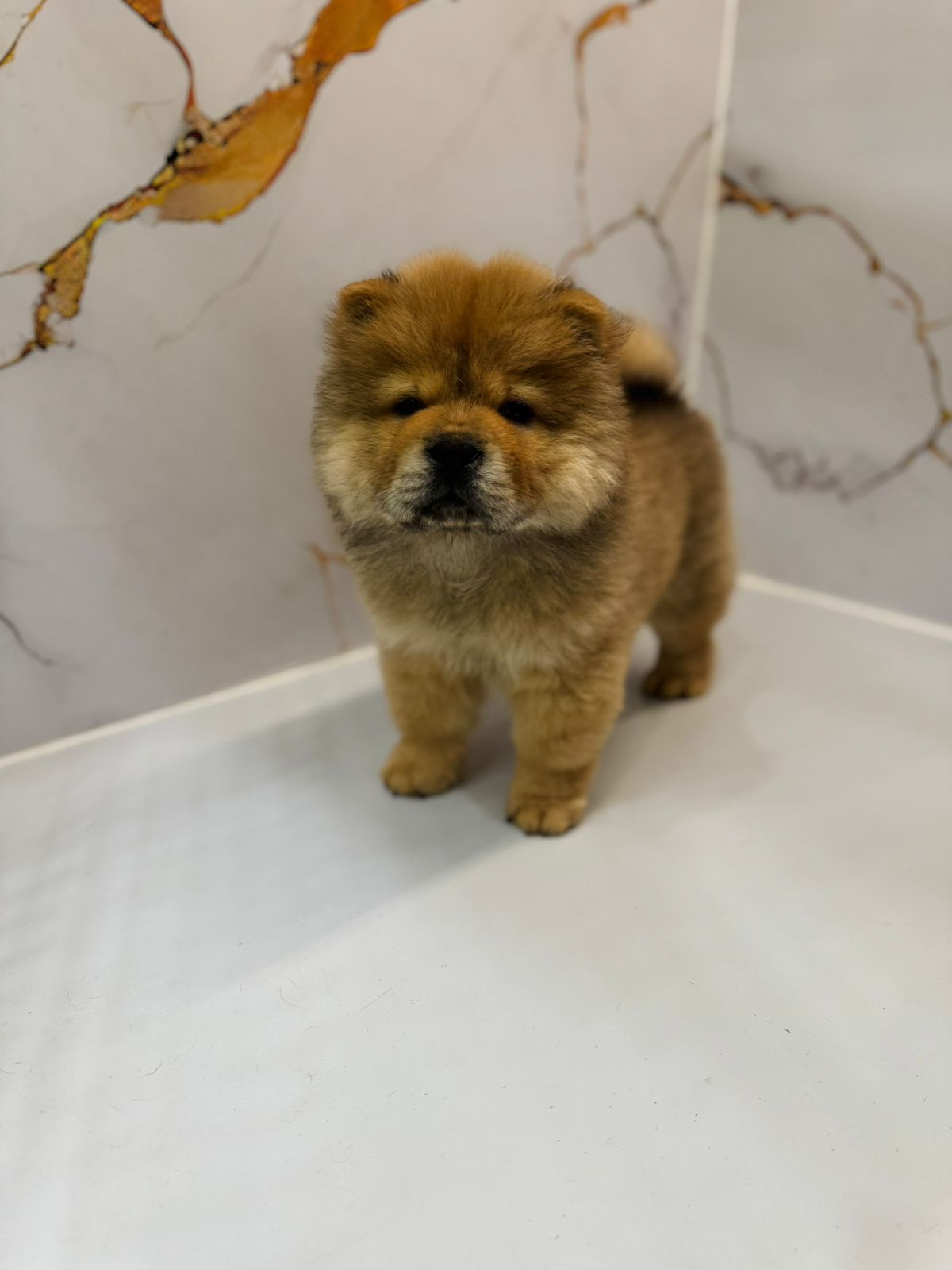 Chow chow Puppy