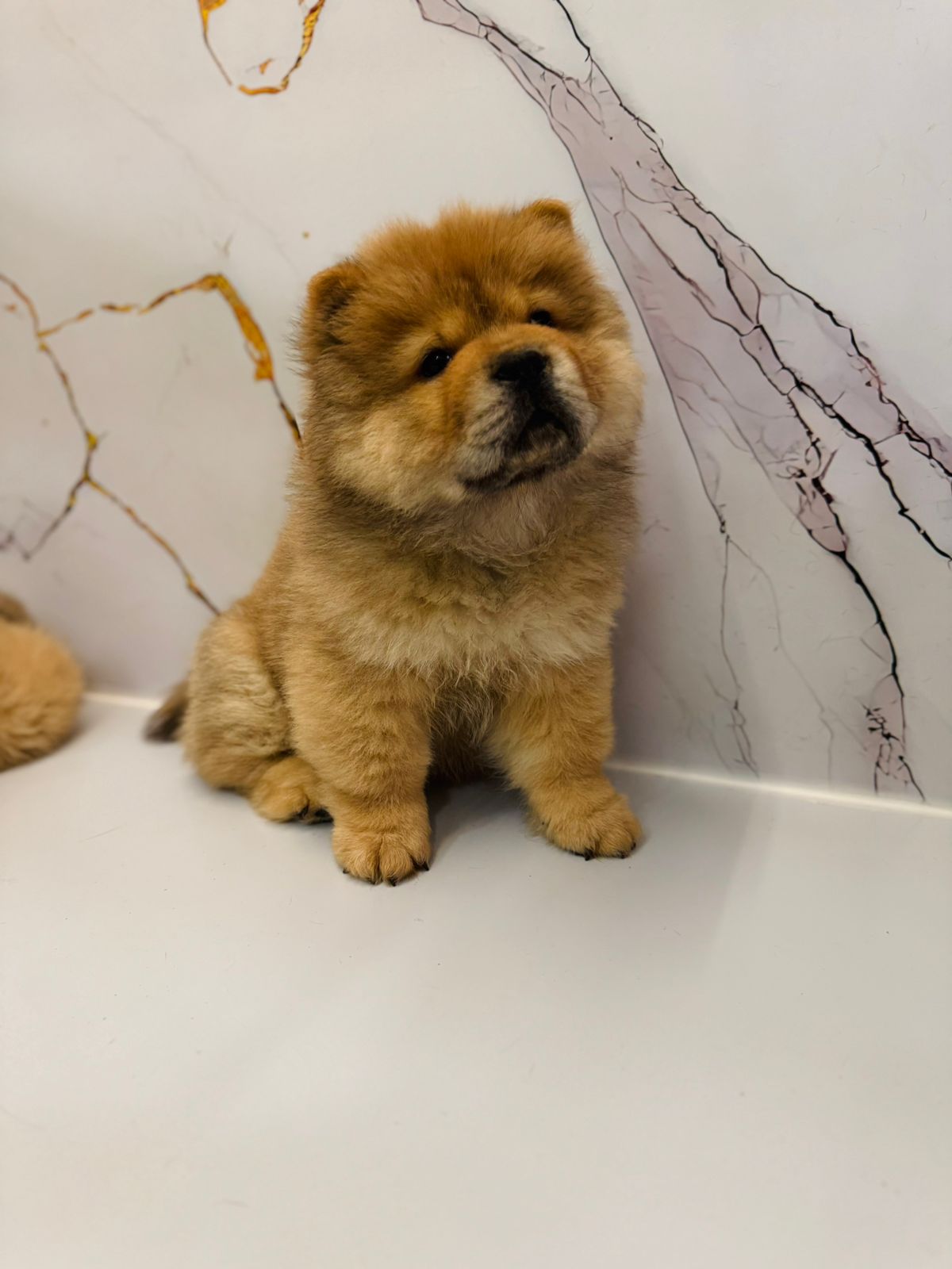 Chow chow Puppy