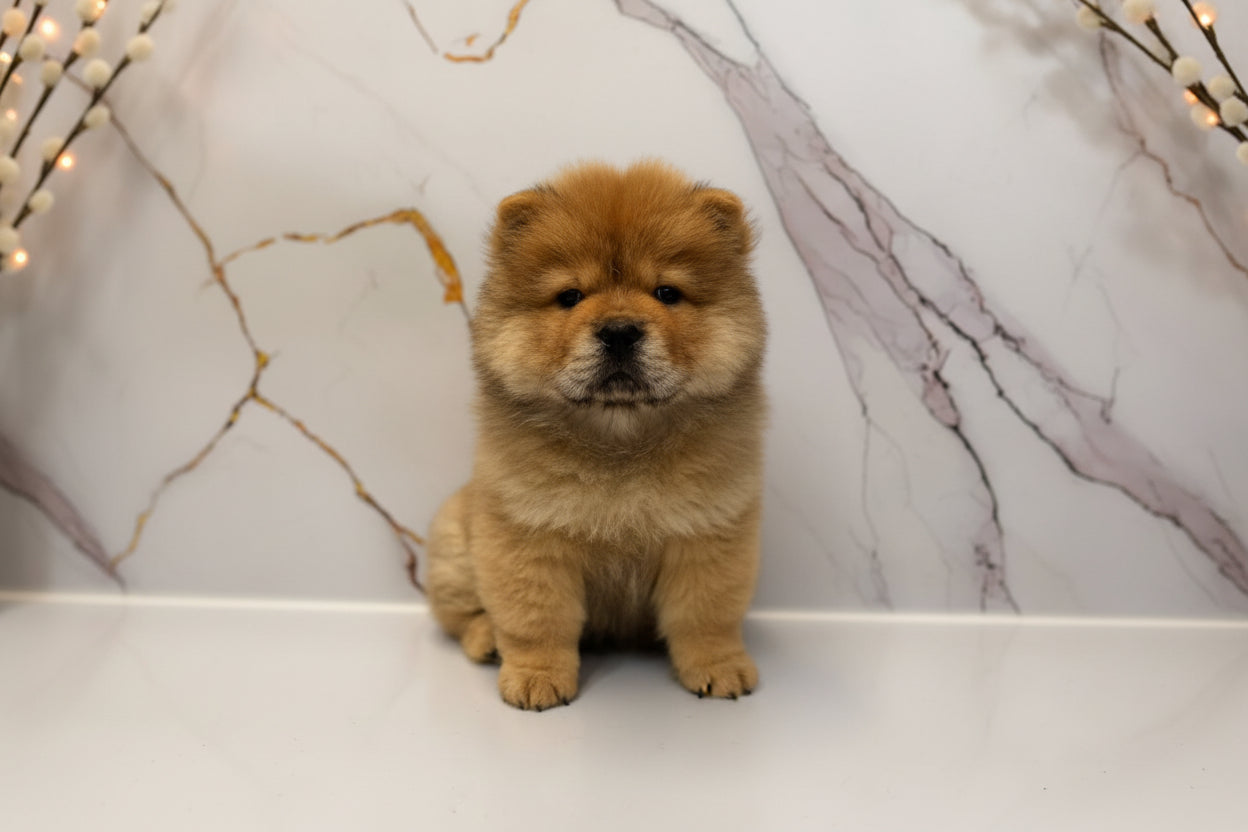 Chow chow Puppy