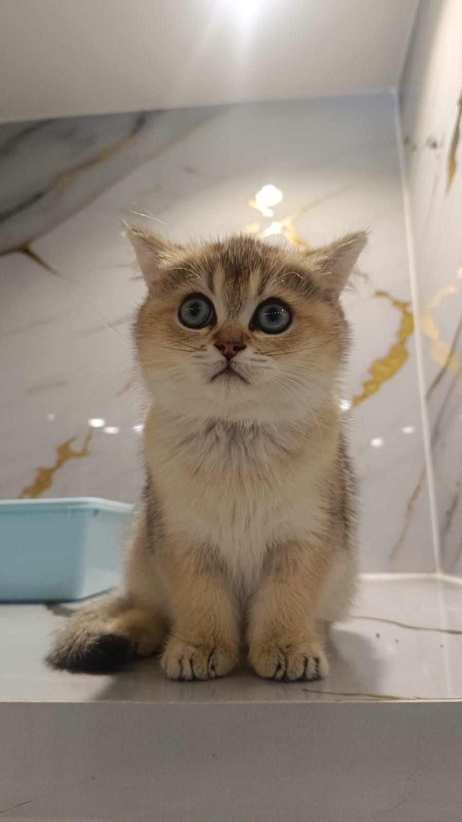 British Short Hair Female Golden Chinchilla