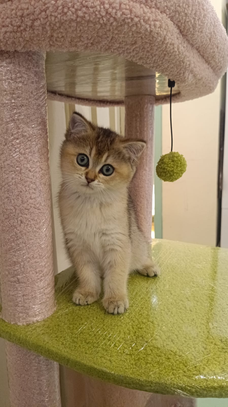 British Short Hair Female Golden Chinchilla