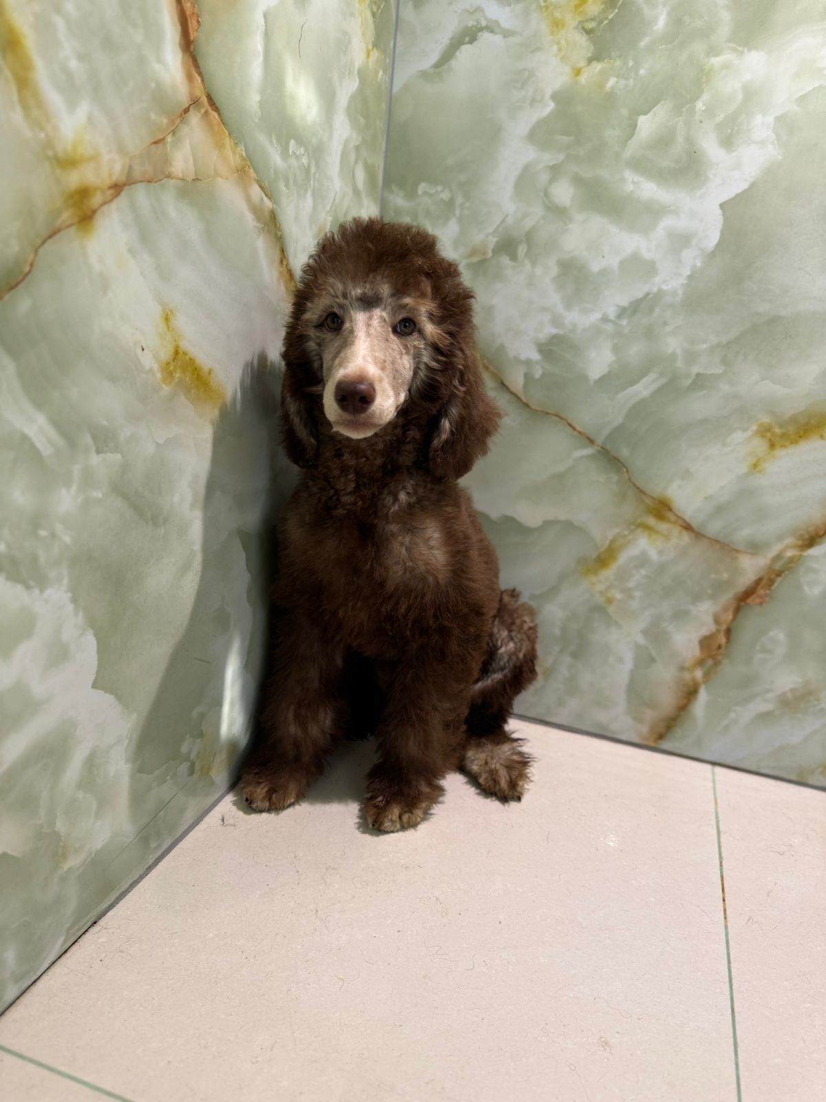 Standard Poodle Puppy