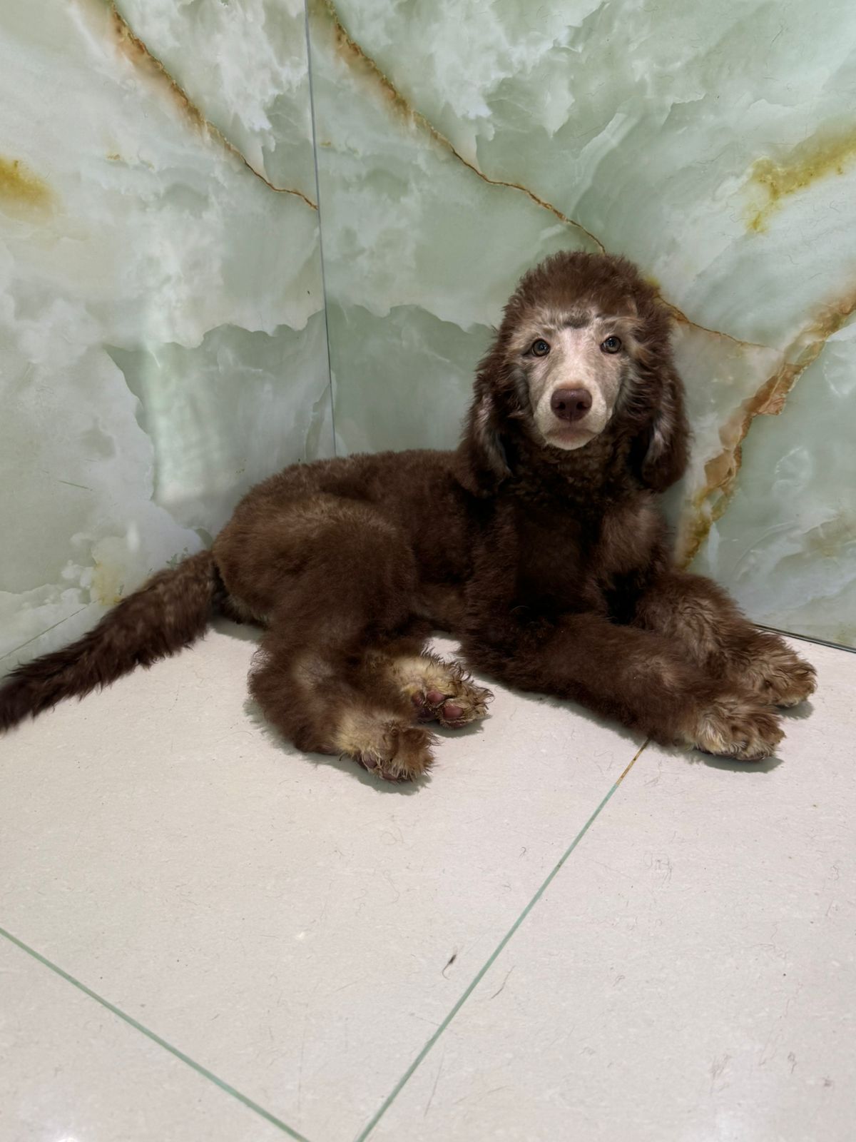 Standard Poodle Puppy