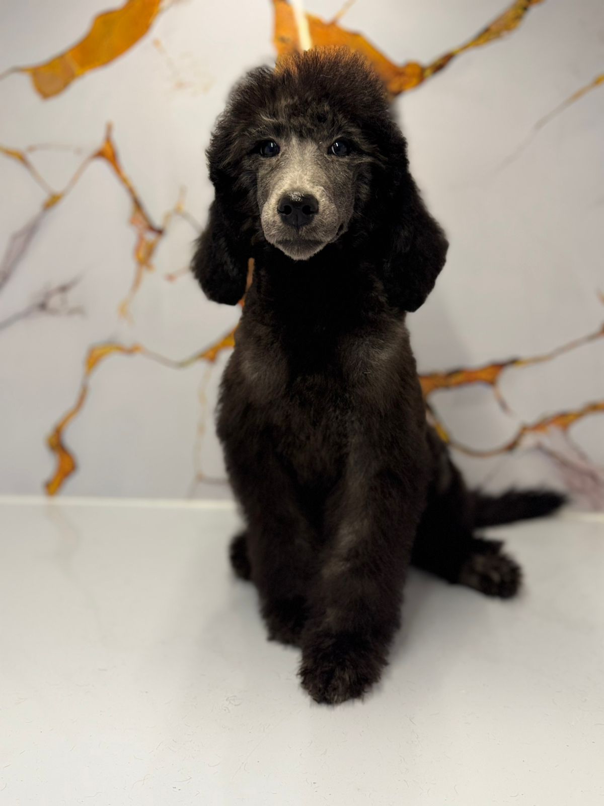 Standard Poodle Puppy