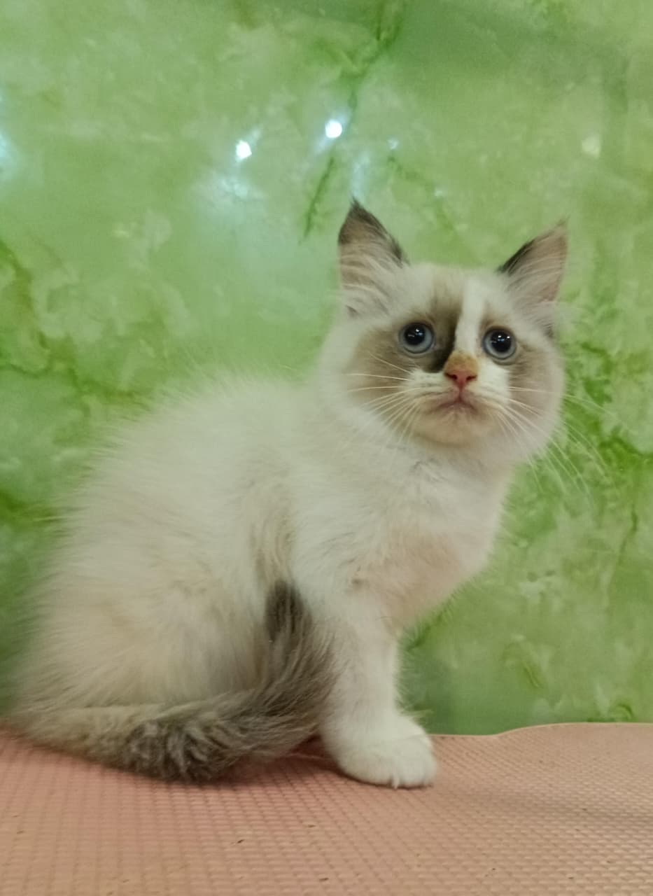 Ragdoll Kitten