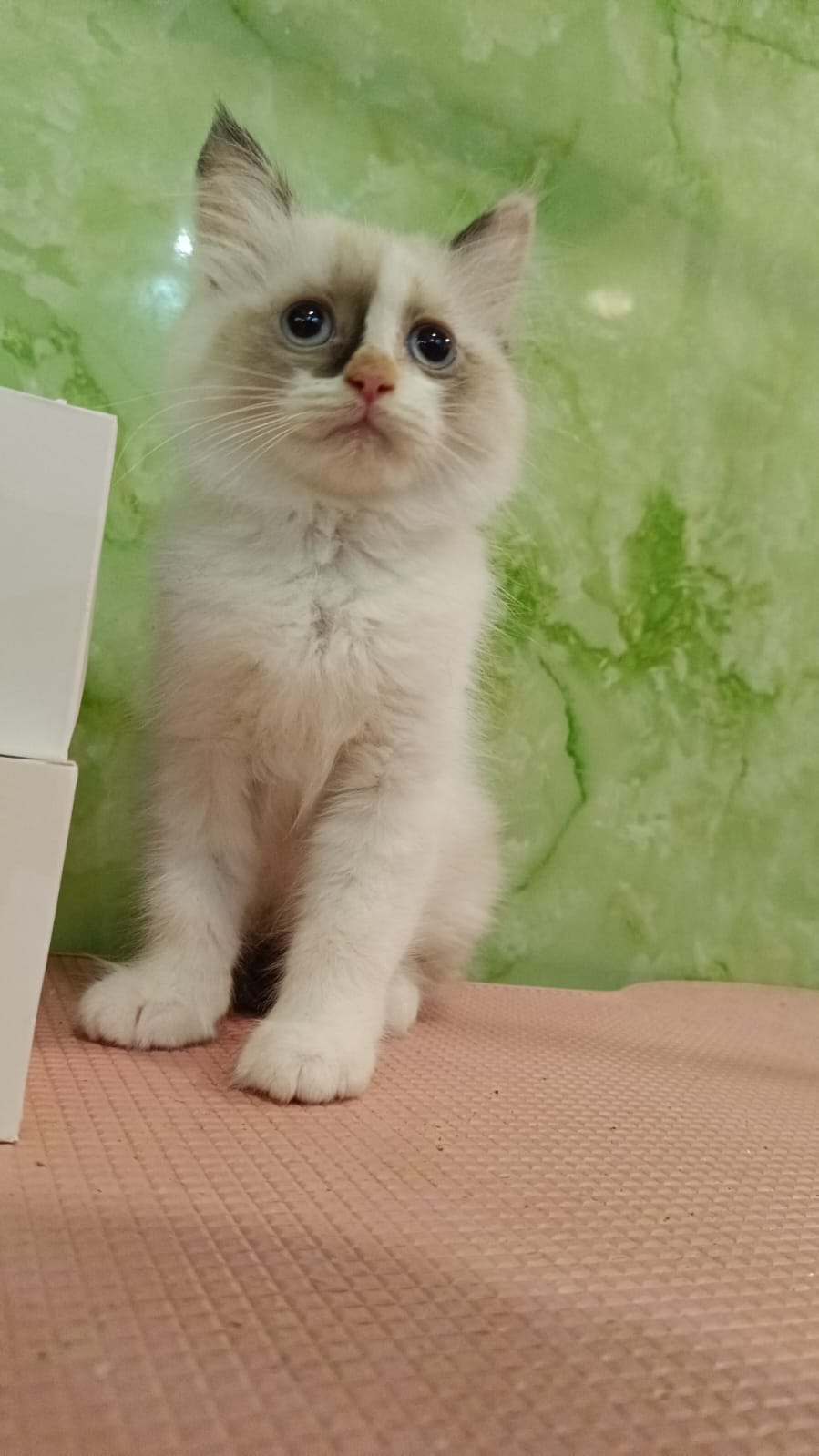 Ragdoll Kitten