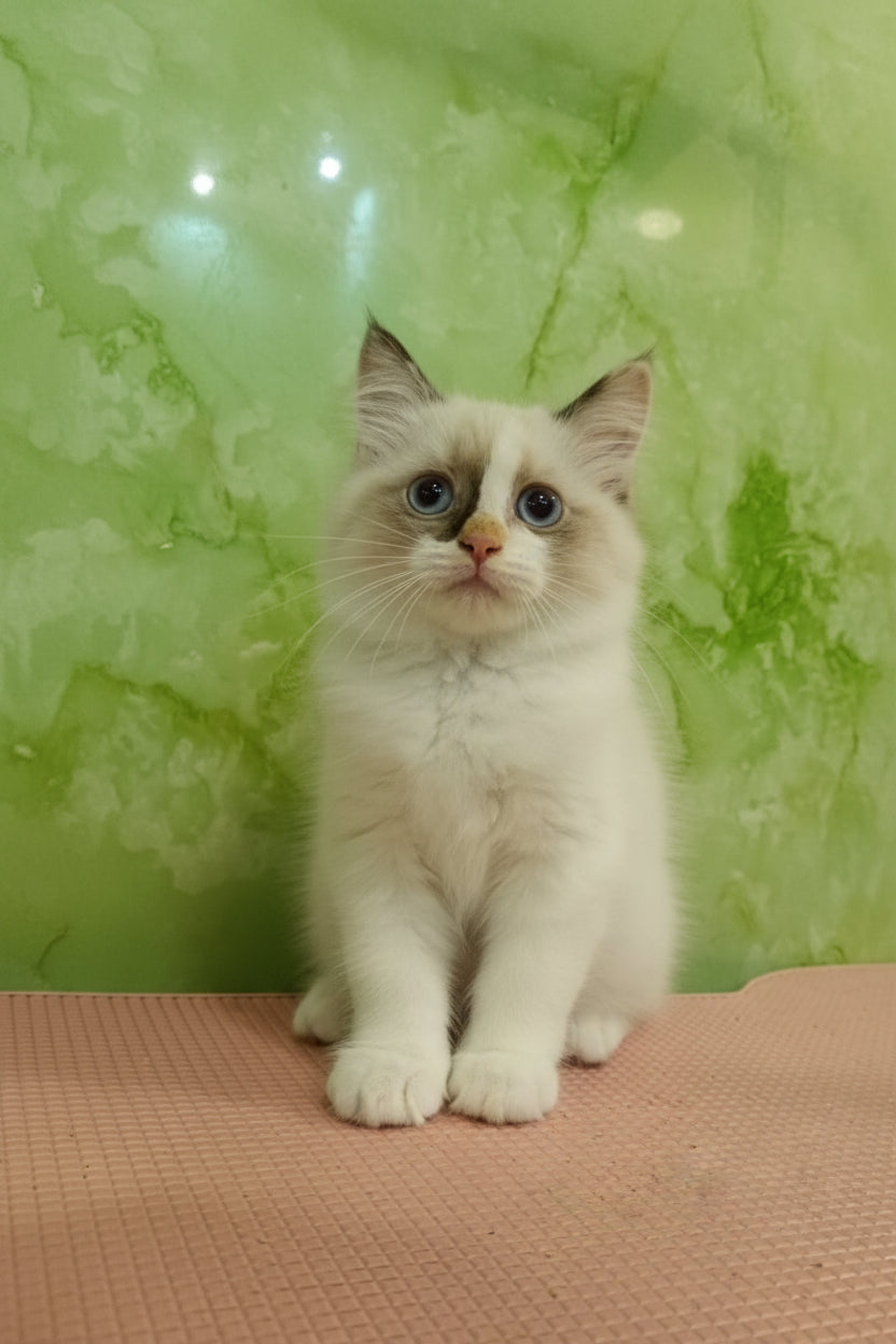 Ragdoll Kitten