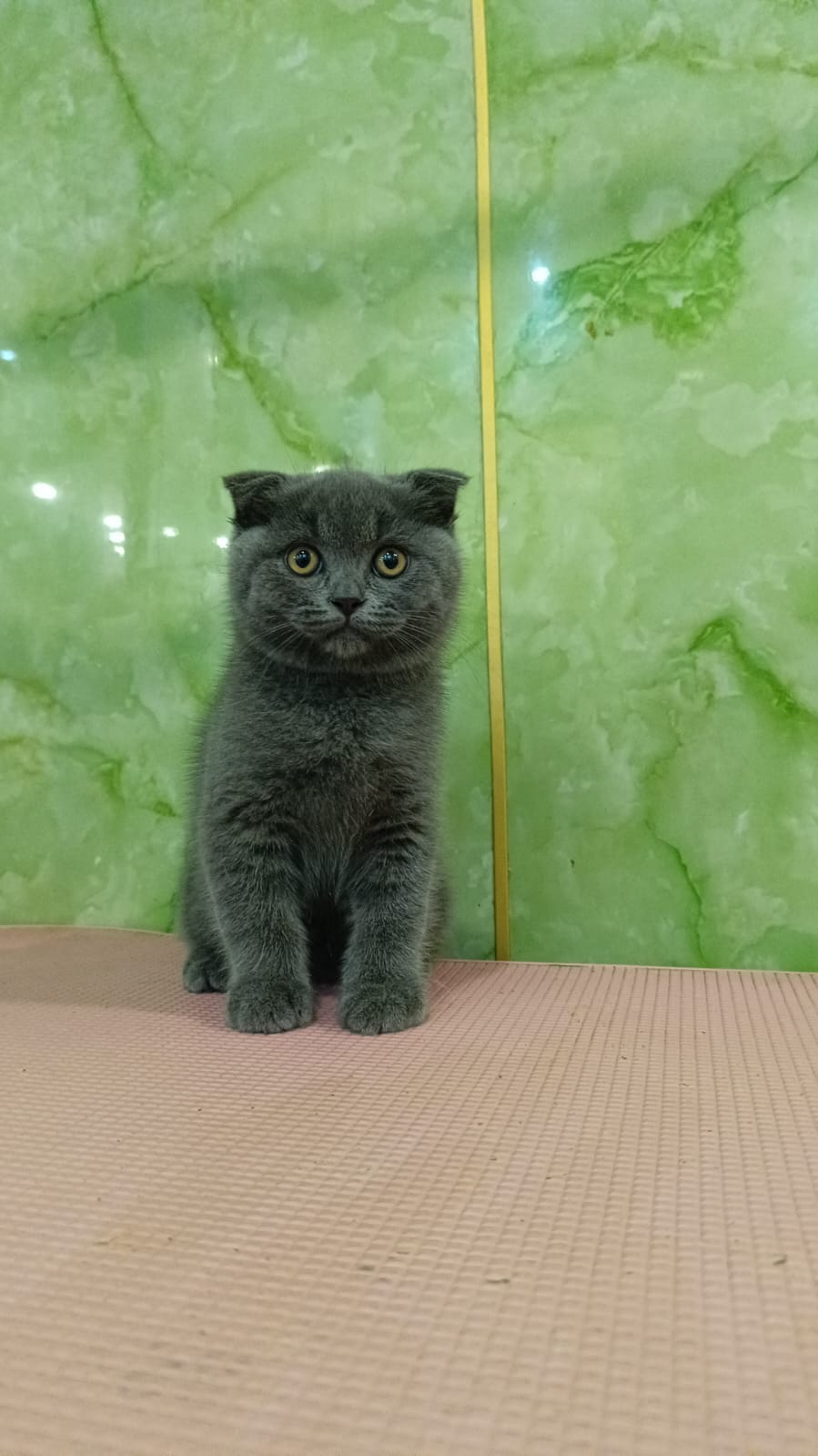 Scottish Fold kitten