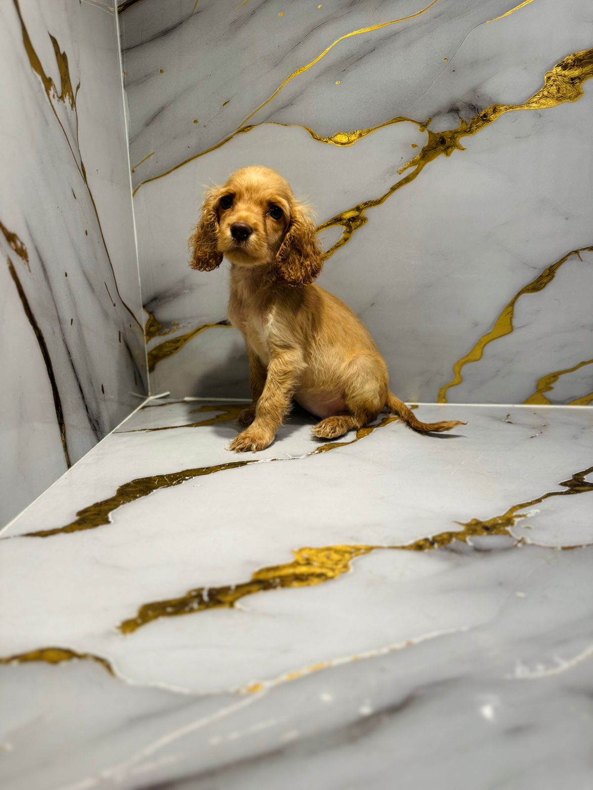 Cocker Spaniel Puppy