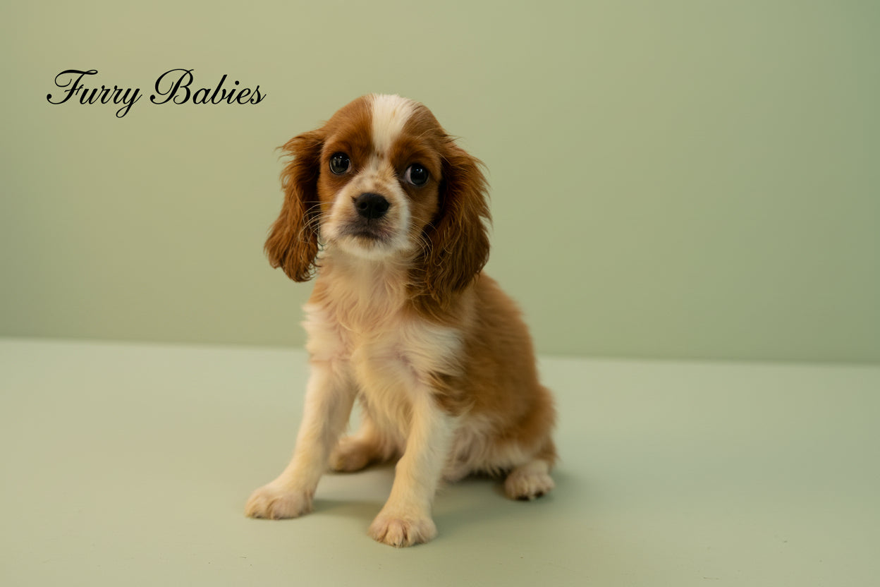Cavalier King Charles puppy