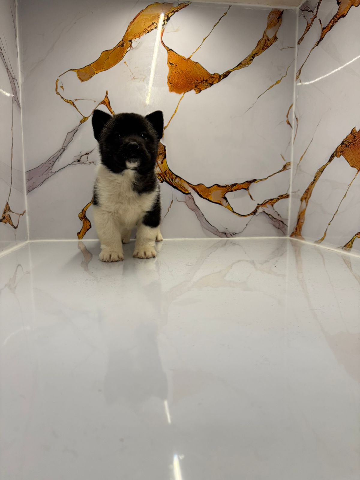 Americian Akita Puppies